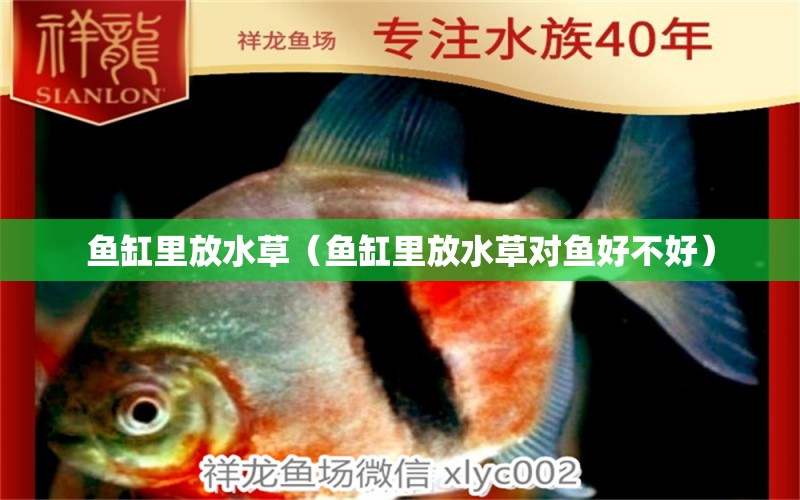 魚缸里放水草（魚缸里放水草對魚好不好）