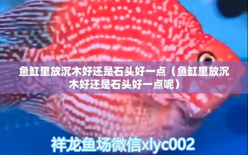 魚缸里放沉木好還是石頭好一點（魚缸里放沉木好還是石頭好一點呢）