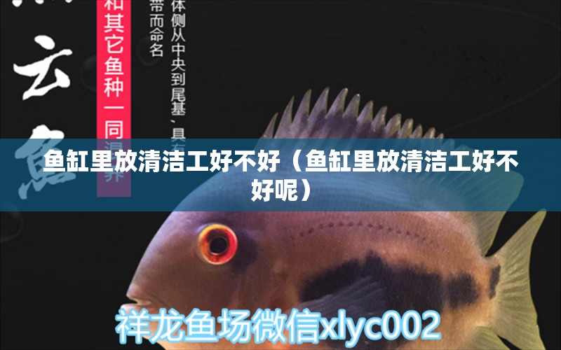 魚缸里放清潔工好不好（魚缸里放清潔工好不好呢）