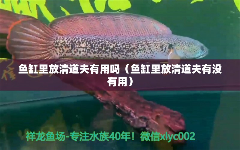 魚缸里放清道夫有用嗎（魚缸里放清道夫有沒有用）