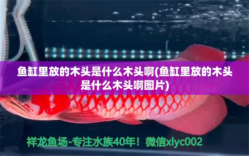 魚缸里放的木頭是什么木頭啊(魚缸里放的木頭是什么木頭啊圖片) 定時器/自控系統(tǒng) 第1張