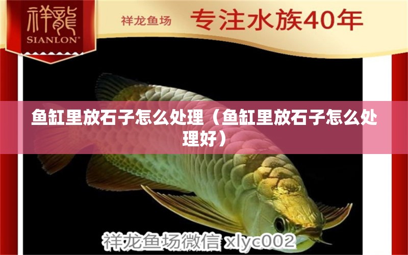 魚缸里放石子怎么處理（魚缸里放石子怎么處理好）