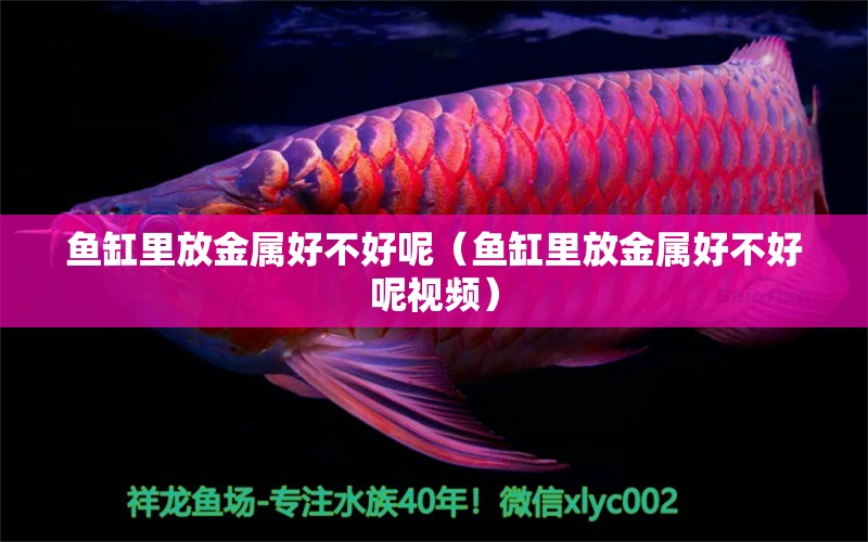 魚缸里放金屬好不好呢（魚缸里放金屬好不好呢視頻）