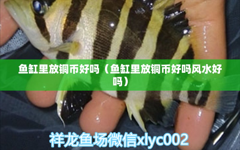 魚(yú)缸里放銅幣好嗎（魚(yú)缸里放銅幣好嗎風(fēng)水好嗎）