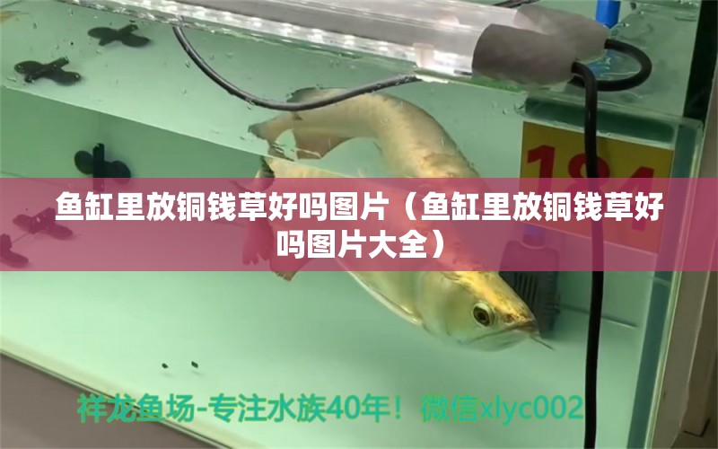 魚缸里放銅錢草好嗎圖片（魚缸里放銅錢草好嗎圖片大全）