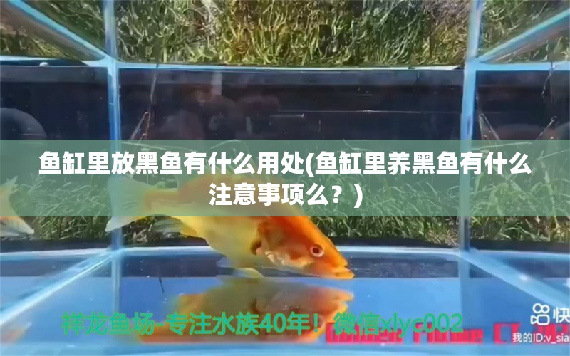 魚缸里放黑魚有什么用處(魚缸里養(yǎng)黑魚有什么注意事項么？) 觀賞魚進出口