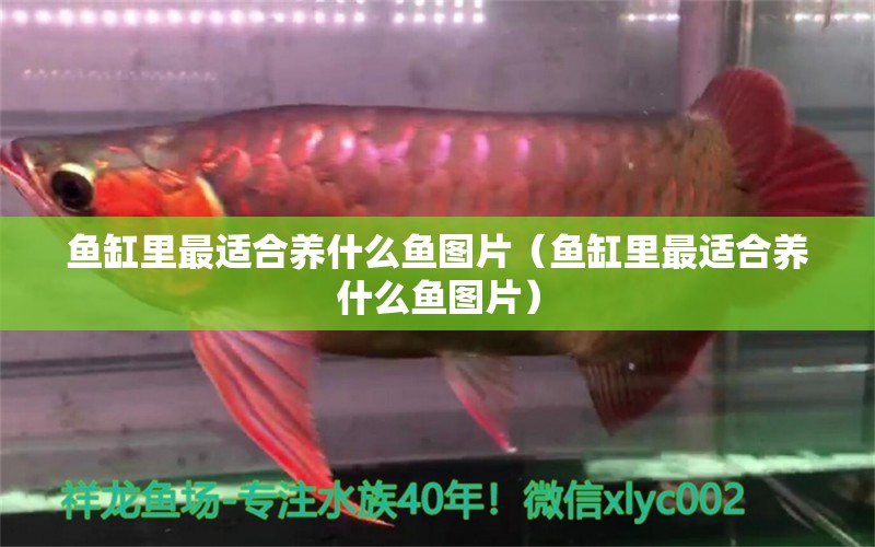 魚缸里最適合養(yǎng)什么魚圖片（魚缸里最適合養(yǎng)什么魚圖片） 廣州觀賞魚批發(fā)市場