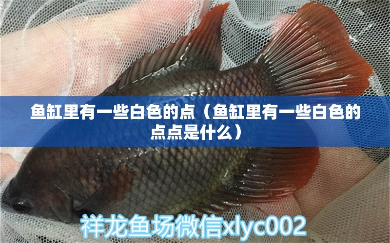 魚缸里有一些白色的點(diǎn)（魚缸里有一些白色的點(diǎn)點(diǎn)是什么） 其他品牌魚缸