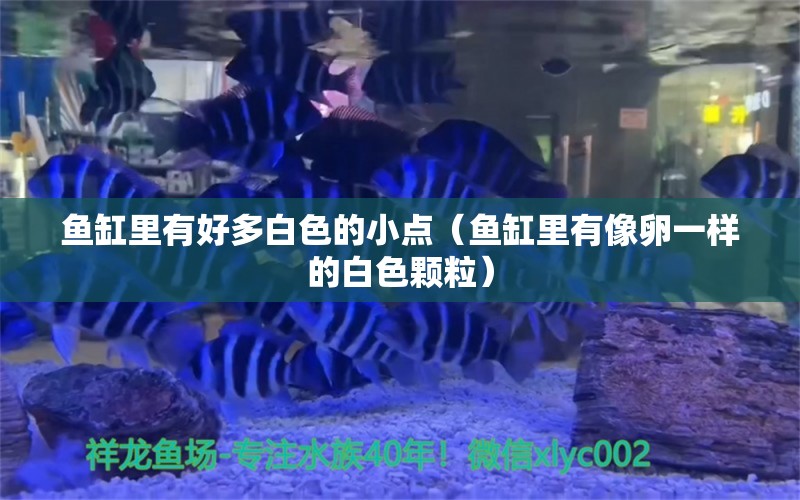 魚缸里有好多白色的小點（魚缸里有像卵一樣的白色顆粒） 其他品牌魚缸