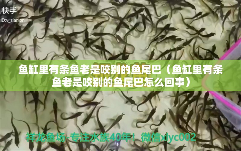 魚缸里有條魚老是咬別的魚尾巴（魚缸里有條魚老是咬別的魚尾巴怎么回事） 觀賞魚市場（混養(yǎng)魚）