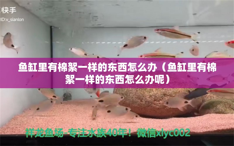 魚(yú)缸里有棉絮一樣的東西怎么辦（魚(yú)缸里有棉絮一樣的東西怎么辦呢）