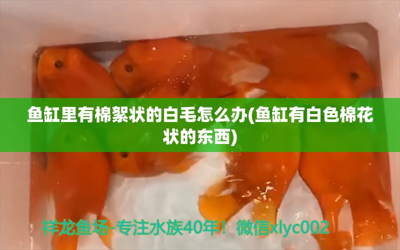 魚缸里有棉絮狀的白毛怎么辦(魚缸有白色棉花狀的東西) 九鼎魚缸 第1張