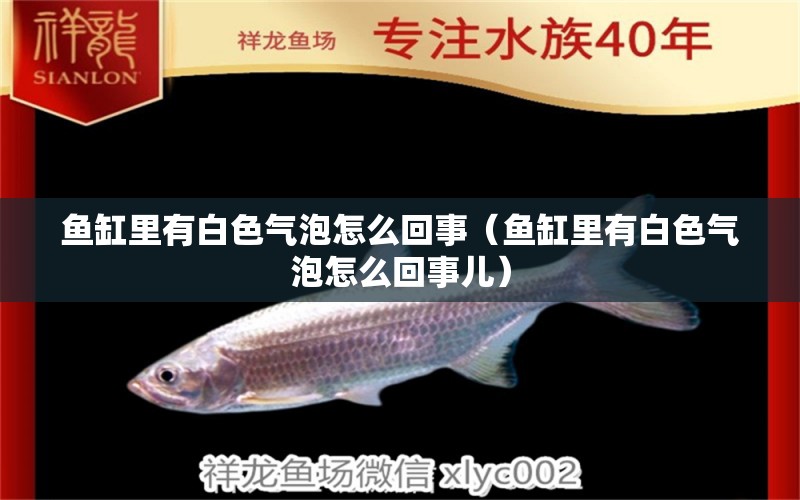 魚缸里有白色氣泡怎么回事（魚缸里有白色氣泡怎么回事兒）