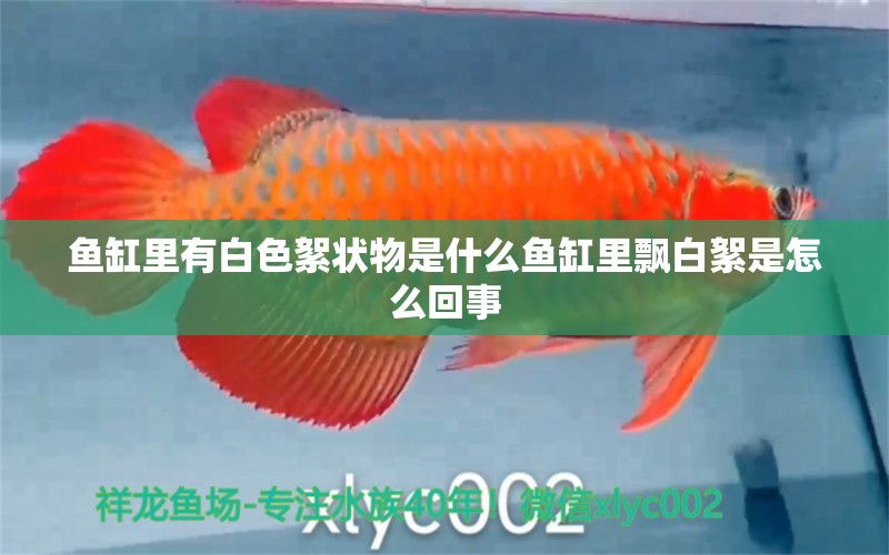 魚缸里有白色絮狀物是什么魚缸里飄白絮是怎么回事 養(yǎng)魚知識(shí)