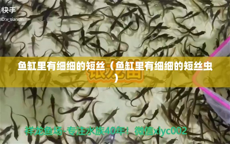 魚缸里有細(xì)細(xì)的短絲（魚缸里有細(xì)細(xì)的短絲蟲） 廣州祥龍國際水族貿(mào)易