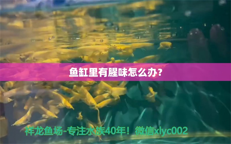 魚缸里有腥味怎么辦？