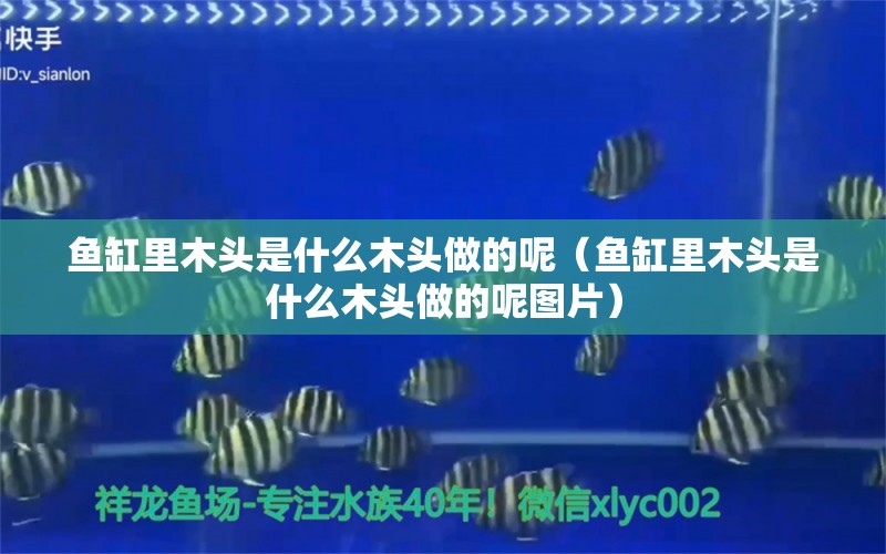 魚缸里木頭是什么木頭做的呢（魚缸里木頭是什么木頭做的呢圖片）