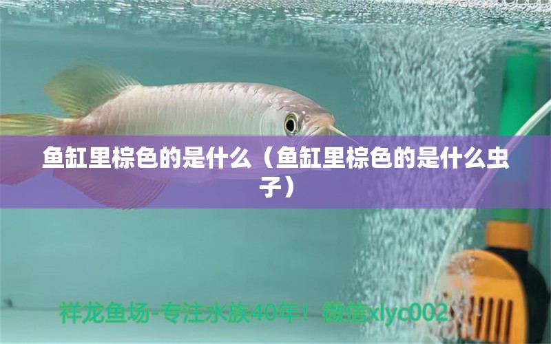 魚缸里棕色的是什么（魚缸里棕色的是什么蟲子）