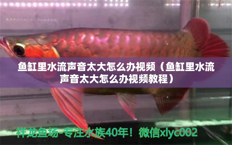 魚缸里水流聲音太大怎么辦視頻（魚缸里水流聲音太大怎么辦視頻教程）