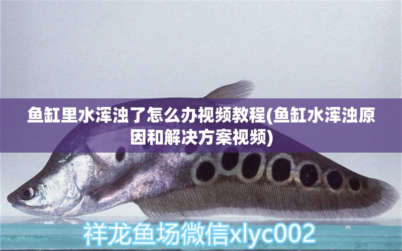 魚缸里水渾濁了怎么辦視頻教程(魚缸水渾濁原因和解決方案視頻)