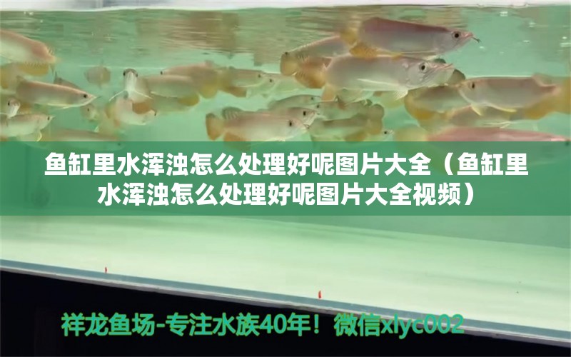 魚缸里水渾濁怎么處理好呢圖片大全（魚缸里水渾濁怎么處理好呢圖片大全視頻）