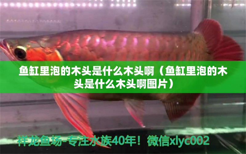 魚(yú)缸里泡的木頭是什么木頭啊（魚(yú)缸里泡的木頭是什么木頭啊圖片） 其他品牌魚(yú)缸