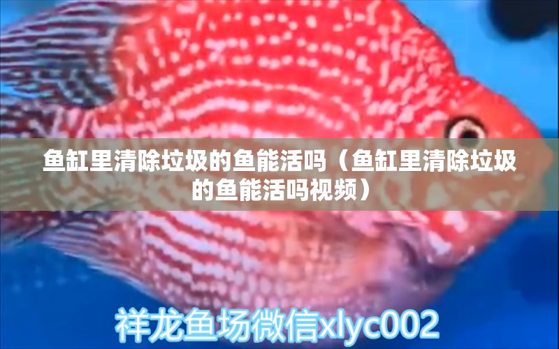 魚缸里清除垃圾的魚能活嗎（魚缸里清除垃圾的魚能活嗎視頻）