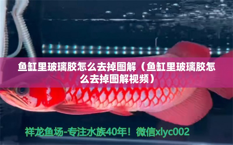 魚缸里玻璃膠怎么去掉圖解（魚缸里玻璃膠怎么去掉圖解視頻）