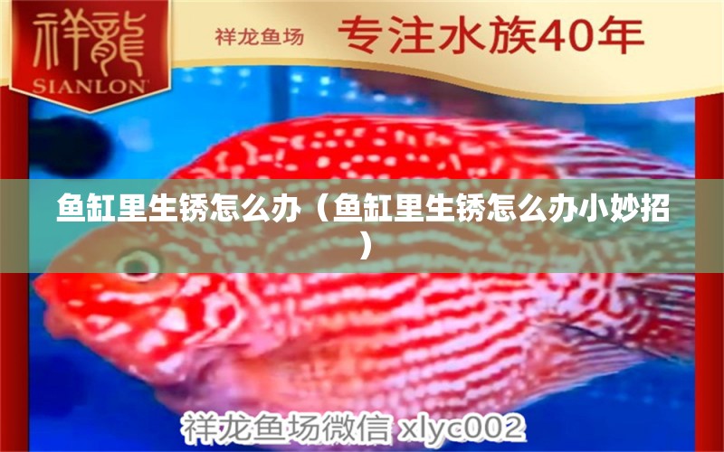 魚缸里生銹怎么辦（魚缸里生銹怎么辦小妙招） 祥龍水族醫(yī)院