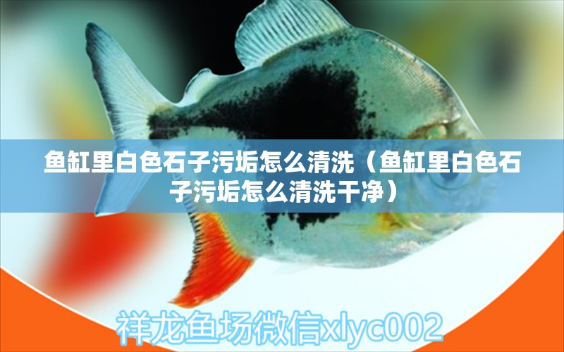 魚(yú)缸里白色石子污垢怎么清洗（魚(yú)缸里白色石子污垢怎么清洗干凈）