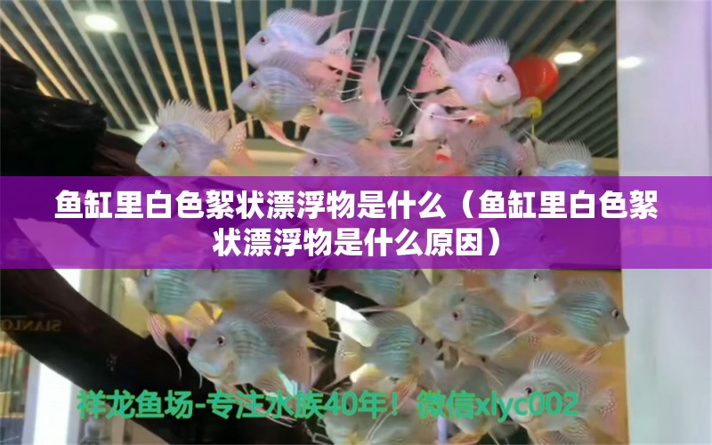 魚缸里白色絮狀漂浮物是什么（魚缸里白色絮狀漂浮物是什么原因） 其他品牌魚缸