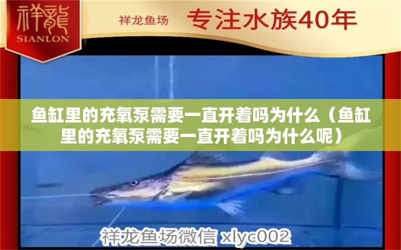 魚缸里的充氧泵需要一直開著嗎為什么（魚缸里的充氧泵需要一直開著嗎為什么呢） 祥龍龍魚專用水族燈