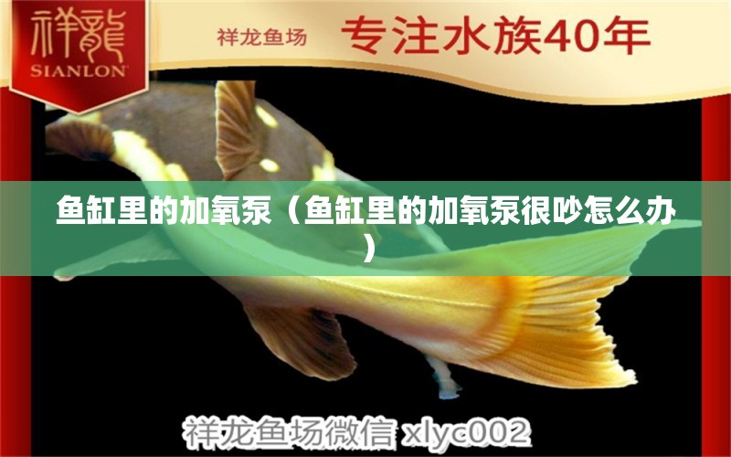 魚缸里的加氧泵（魚缸里的加氧泵很吵怎么辦） 祥龍水族醫(yī)院