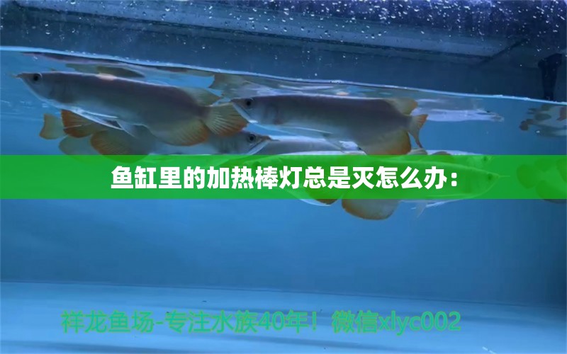 魚缸里的加熱棒燈總是滅怎么辦：