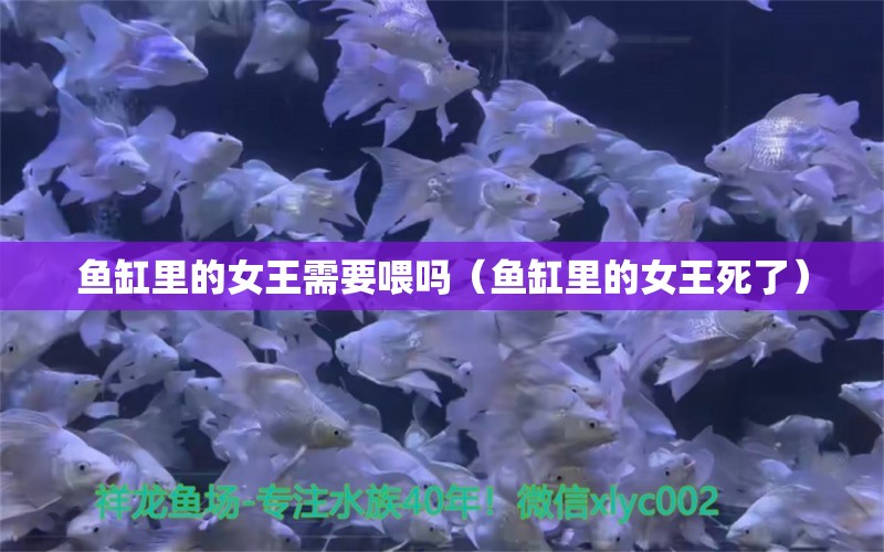 魚缸里的女王需要喂嗎（魚缸里的女王死了）