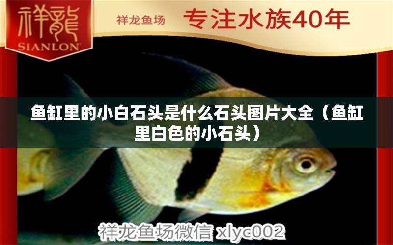 魚缸里的小白石頭是什么石頭圖片大全（魚缸里白色的小石頭）