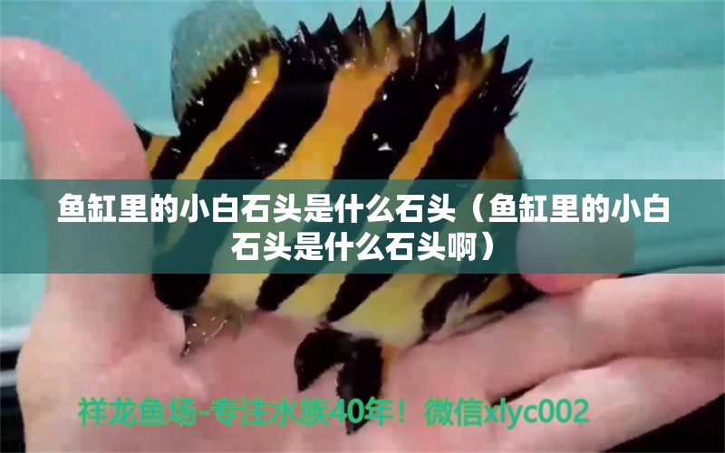 魚缸里的小白石頭是什么石頭（魚缸里的小白石頭是什么石頭?。? title=