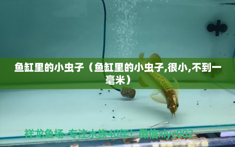 魚缸里的小蟲子（魚缸里的小蟲子,很小,不到一毫米）