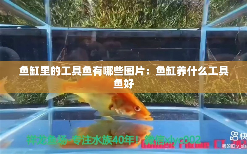 魚缸里的工具魚有哪些圖片：魚缸養(yǎng)什么工具魚好