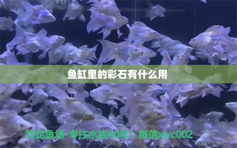 魚缸里的彩石有什么用  祥龍龍魚魚糧