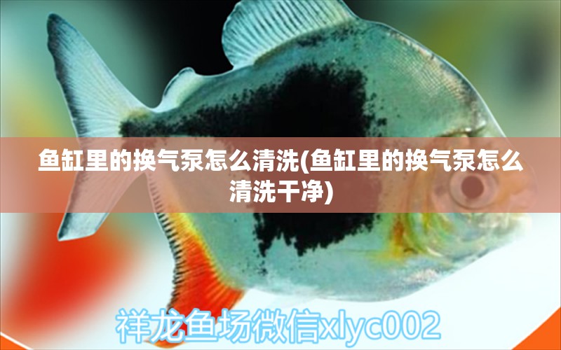 魚缸里的換氣泵怎么清洗(魚缸里的換氣泵怎么清洗干凈) 虎魚百科