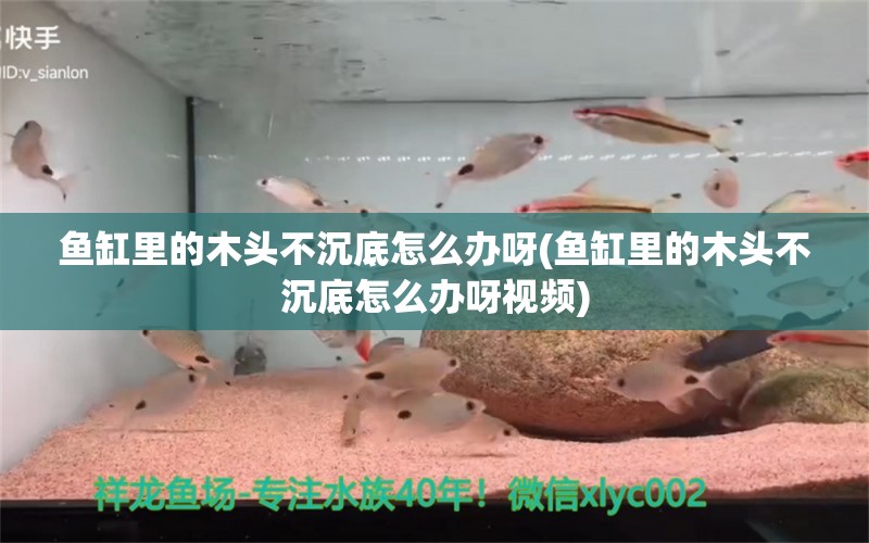 魚缸里的木頭不沉底怎么辦呀(魚缸里的木頭不沉底怎么辦呀視頻) 超血紅龍魚 第1張