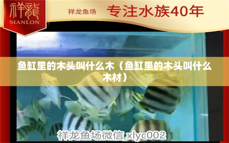 魚(yú)缸里的木頭叫什么木（魚(yú)缸里的木頭叫什么木材） 其他品牌魚(yú)缸