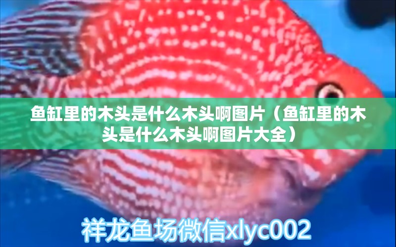 魚缸里的木頭是什么木頭啊圖片（魚缸里的木頭是什么木頭啊圖片大全）