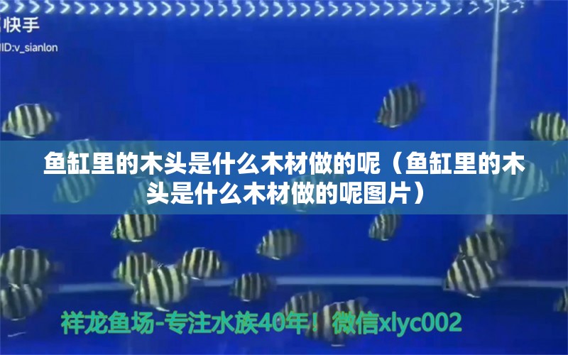 魚缸里的木頭是什么木材做的呢（魚缸里的木頭是什么木材做的呢圖片）