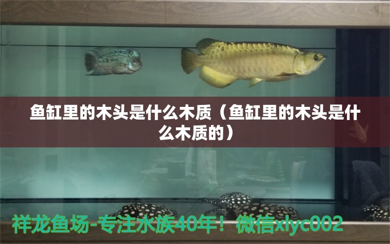 魚缸里的木頭是什么木質(zhì)（魚缸里的木頭是什么木質(zhì)的） 眼斑魚