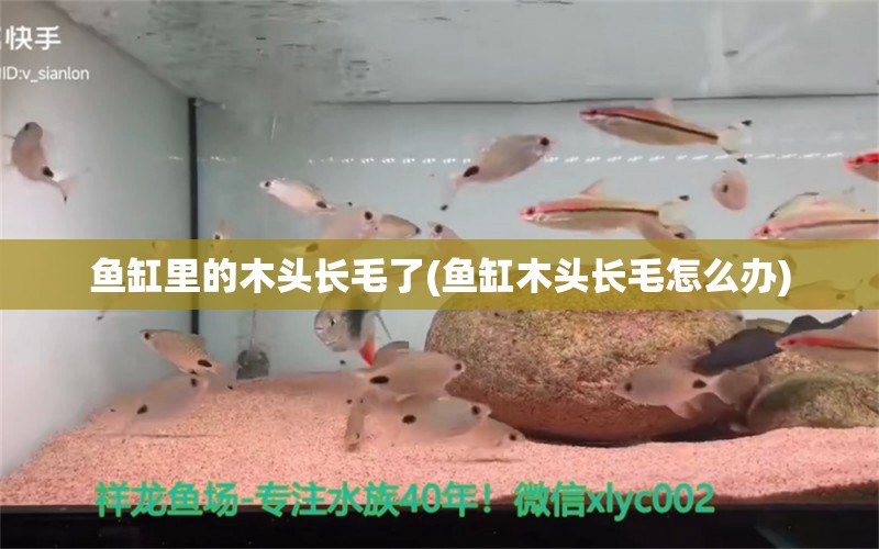 魚缸里的木頭長毛了(魚缸木頭長毛怎么辦) 斑馬鴨嘴魚