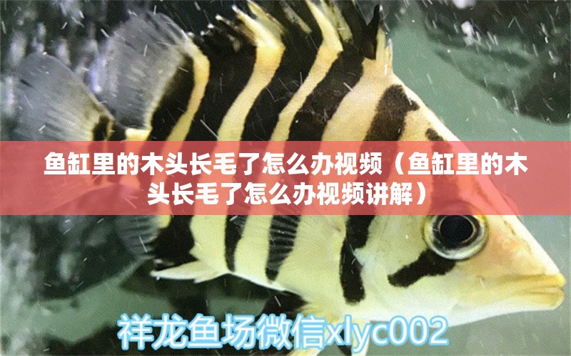 魚(yú)缸里的木頭長(zhǎng)毛了怎么辦視頻（魚(yú)缸里的木頭長(zhǎng)毛了怎么辦視頻講解）