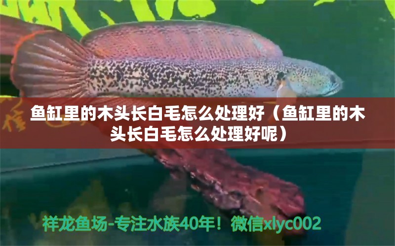 魚缸里的木頭長白毛怎么處理好（魚缸里的木頭長白毛怎么處理好呢）