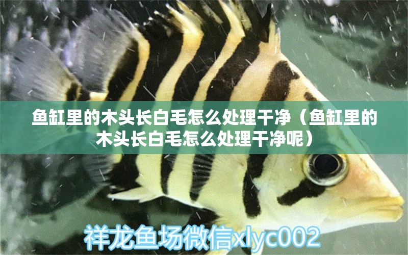 魚缸里的木頭長(zhǎng)白毛怎么處理干凈（魚缸里的木頭長(zhǎng)白毛怎么處理干凈呢） 其他品牌魚缸